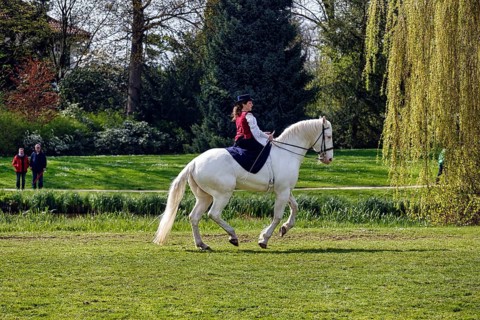 Demonstration, rider Julia Temmler during liberty dressage on Knabstrupper, white mare, baroque