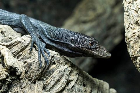 Black tree monitor (Varanus beccarii), captive, Germany, Europe