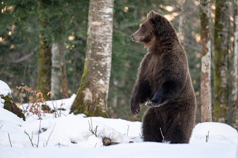 European brown bear (Ursus arctos arctos) in the forest, bear in the snow, winter, Notranjska
