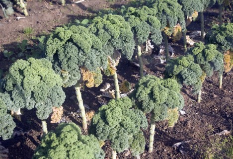 Curly kale broccoli plants growing in vegetable garden