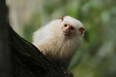 Silver monkey or silver marmoset (Mico argentatus, Callithrix argentata), captive, occurring in