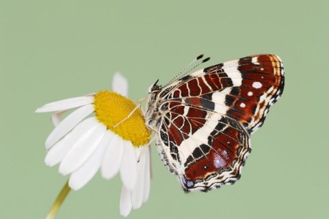 Landcarts or Landcarts butterfly (Araschnia levana f. prorsa), butterfly of the summer generation,