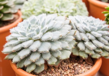 Beautiful succulent plant in greenhouse. Closeup, floral patterns, selective focus