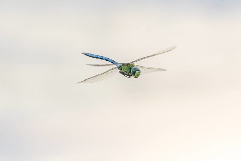 Imperial dragon (Anax imperator) in flight over a pond. Bas Rhin, Alsace, France, Europe