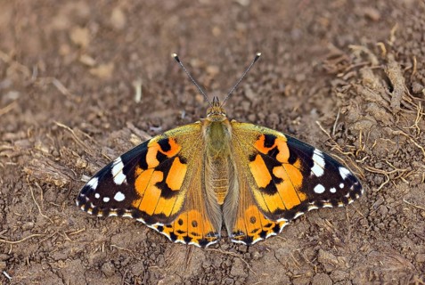 Thistle butterfly, (Vanessa cardui), Cynthia cardui, top view, Kaiserstuhl, Baden-Württemberg,