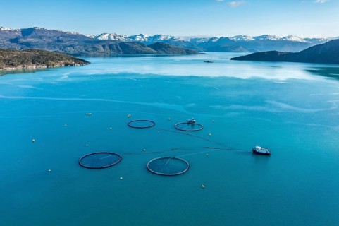 Aerial view over salmon farm in the Hardangerfjord, swimming cages, ferry in the back,
