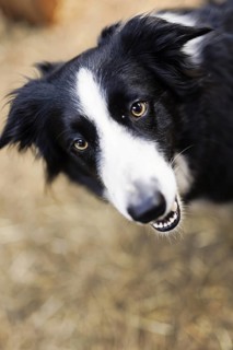 Bordercolli, herding dog on the North Sea island of Borkum, 18.05.2024