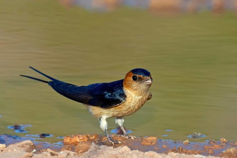 Red-rumped swallow (Hirundo daurica), Lesbos Island, Greece, Europsa, Europe