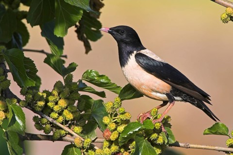 Rosy starling (Sturnus roseus), starling family, East River, Lesbos Island, Greece, Europe