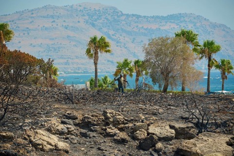 Trees and palm trees in front of a burnt landscape, hills and the sea in the background suggest