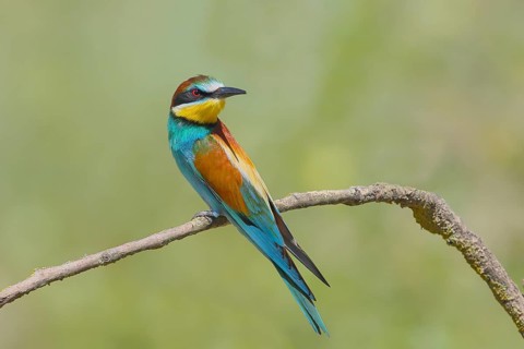 Bee-eater (Merops apiaster) sitting on a branch looking backwards, Wildlife, Lake Neusiedl National