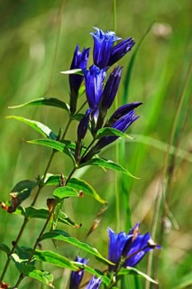 Swallow-root gentian (Gentiana asclepiadea), August, Bavaria, Germany, Europe