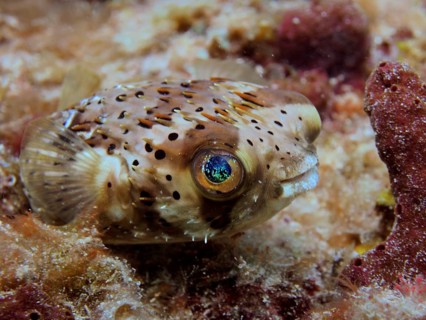 Small pufferfish with blue spotted eye, brown spotted hogfish (Diodon holocanthus), on coral. Dive