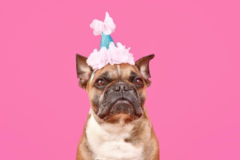 French Bulldog dog with birthday party hat on pink background