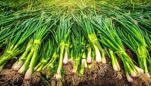 Vegetable, spring onion or spring onion, also winter onion, Allium fistulosum, harvest in a field