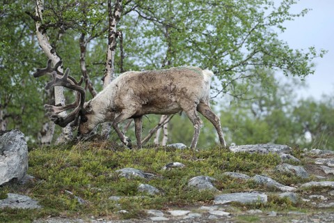 Reindeer (Rangifer tarandus) male, domesticated animal with strong velvet antlers in the tundra in
