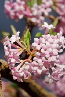 Pink snowball, February, Germany, Europe