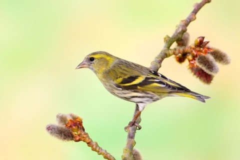 Eurasian siskin (Carduelis spinus) female sitting on a branch of a aspen (Populus tremula),