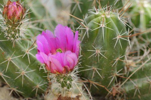 Hedgehog cactus (Echinocereus enneacanthus), flower, native to North America