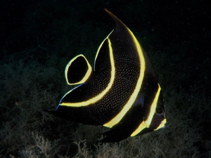 A black tropical fish with elegant yellow stripes, French angelfish (Pomacanthus paru) juvenile,