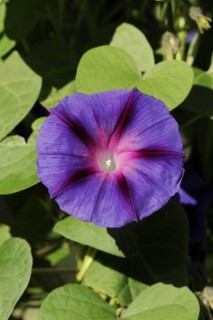 Purple morning glory (Ipomoea purpurea), flower, native to Mexico, ornamental plant, North
