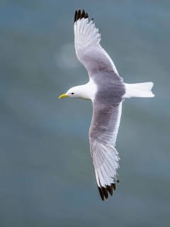 Black-legged Kittiwake, Rissa tridactyla, bird in flight over sea, Bempton Cliffs, North Yorkshire,