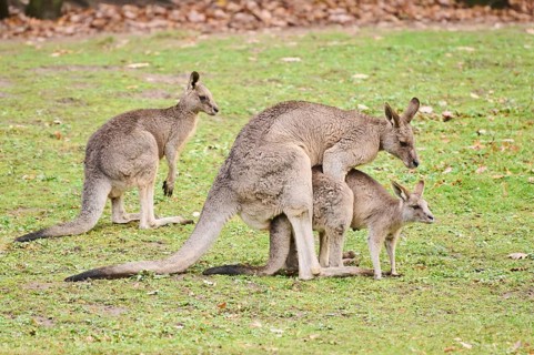 Western grey kangaroos (Macropus fuliginosus) pairing on a meadow, Germany, Europe