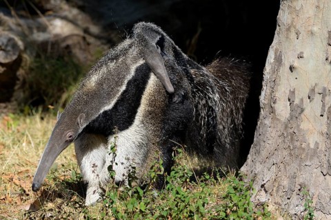 Giant Anteater (Myrmecophaga tridactyla), captive, Germany, Europe