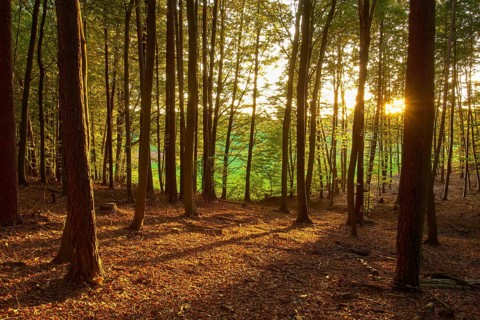 A peaceful forest with sunbeams shining through the trees and golden autumn light, Mechenard,