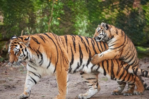 Siberian tiger (Panthera tigris altaica) mother with her youngster playing, captive