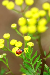 Ladybird (Coccinellidae), July, Germany, Europe