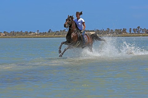 Riding holiday, Djerba, Tunisia, swimming with horses, riding, sea, Africa