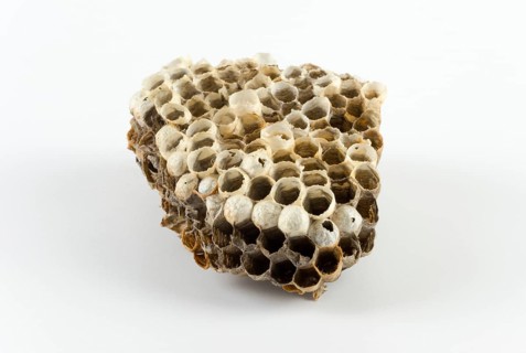 An empty wasps' nest of hexagonal cells, against a white background, Lower Saxony, Germany, Europe
