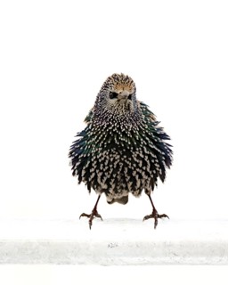 Starling (Sturnus vulgaris) in a white plumage, bird, frontal view, standing, fluffed up up,