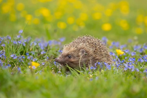 European hedgehog (Erinaceus europaeus) adult animal in a spring meadow with flowering Buttercup