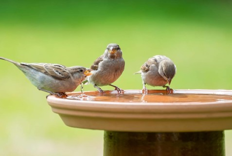 House sparrows (Passer domesticus) standing on a bird bath and drinking water, Lower Saxony,