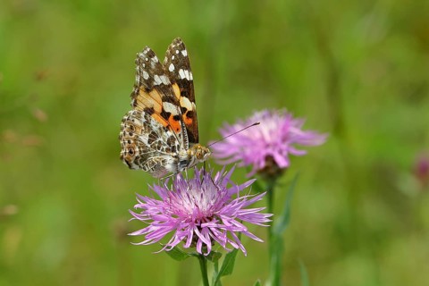 Thistle butterfly (Vanessa cardui, Cynthia cardui) on flower of the meadow knapweed (Centaurea