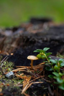 Small mushroom next to a not yet ripe european blueberry (Vaccinium myrtillus), portrait format,
