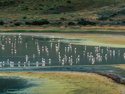 Flamingos (Phoenicopteridae) standing in the water, Torres del Paine National Park, Patagonia,