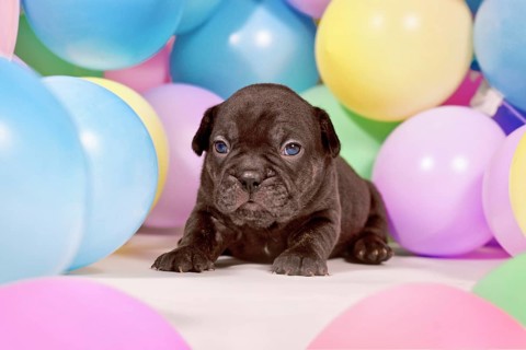 Cute small black French Bulldog dog puppy between colorful balloons