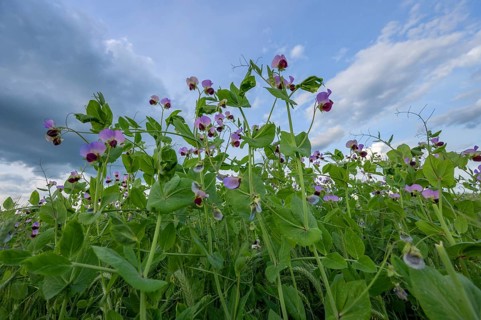 Flowering pea field (Pisum sativum), Franconia, Bavaria, Germany, Europe