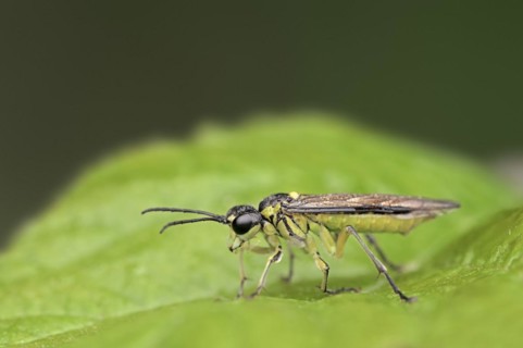 Leaf wasp (Tenthredo mesomela), North Rhine-Westphalia, Germany, Europe