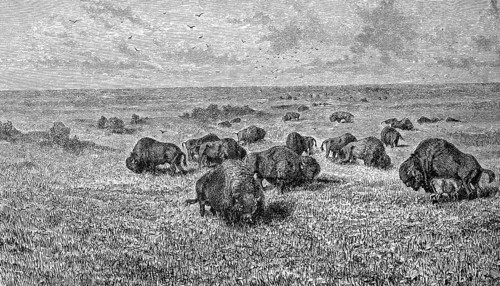 Bison herd in the prairie of the Northwest of America, 1880, Historical, digital reproduction of an