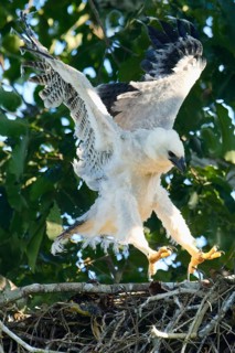 4 month old Harpy Eagle chick, Harpia harpyja, doing flight exercise in the nest, Alta Floresta,