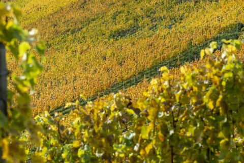 Vineyards in autumn, Rotenberg, Stuttgart, Baden-Württemberg, Germany, Europe