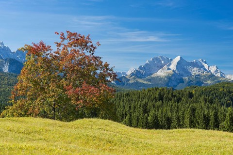 Humpback meadows between Mittenwald and Krün, Werdenfelser Land, behind it the Zugspitze, 2962m,