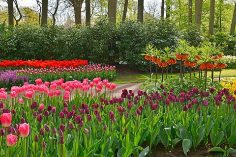 Tulips (Tulipa) and kaiser's crown (Fritillaria imperialis) at Keukenhof, Lisse, South Holland