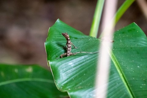 Striped Anolis (Anolis) sitting on a leaf, Osa Peninsula, Puntarena Province, Costa Rica, Central