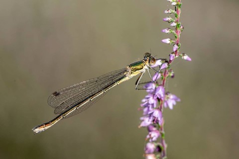 Emerald Damselfly (Lestes sponsa), Emsland, Lower Saxony, Germany, Europe