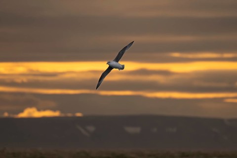 Northern fulmar, sea near Boltodden, Spitsbergen, Svalbard, Norway, Europe